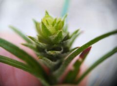 Corispermum hyssopifolium