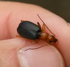 Brachinus