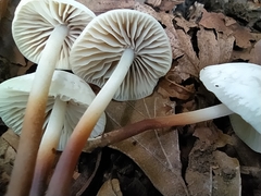 Marasmius wynneae