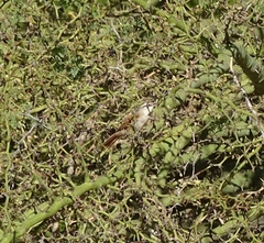 Cranioleuca pyrrhophia