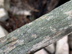 Pycnora praestabilis