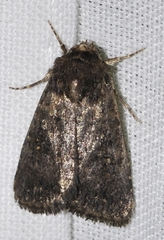 Caradrina flavirena
