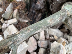 Pycnora praestabilis