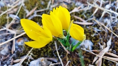 Sternbergia lutea