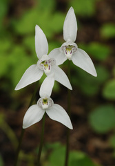 Codonorchis lessonii