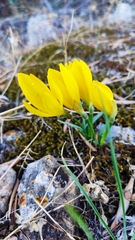 Sternbergia lutea