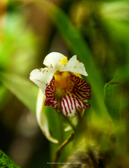 Stenotyla picta