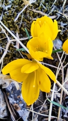 Sternbergia lutea
