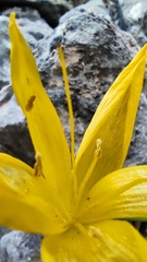 Sternbergia lutea