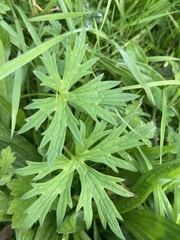 Geranium dissectum