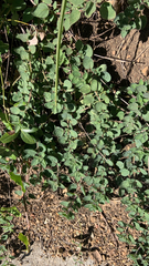 Symphoricarpos mollis