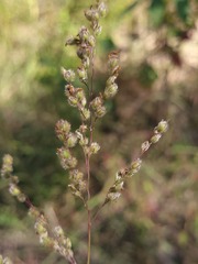 Anthenantia