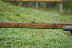 Phoenicurus ochruros