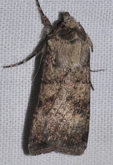 Agrotis trux
