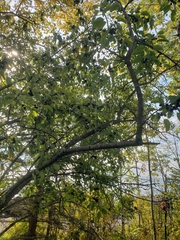 Rhamnaceae