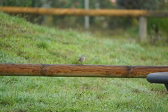 Phoenicurus ochruros