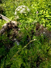 Conioselinum tataricum