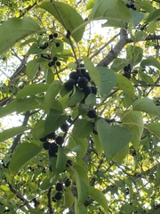 Rhamnaceae