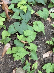 Fallopia convolvulus