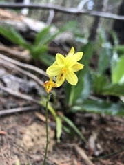 Cyanella lutea lutea