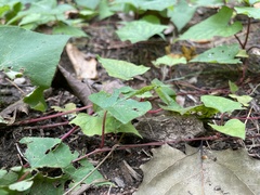 Fallopia convolvulus