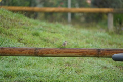 Phoenicurus ochruros