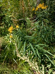 Galatella biflora