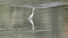 Ardea cinerea