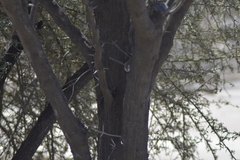 Cranioleuca pyrrhophia