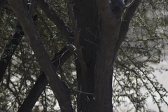 Cranioleuca pyrrhophia