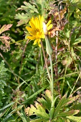 Tragopogon orientalis