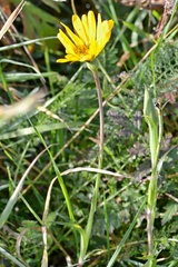 Tragopogon orientalis