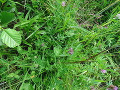Trifolium medium