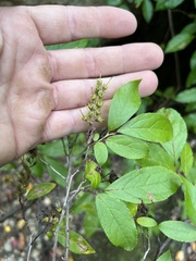 Eubotrys racemosa