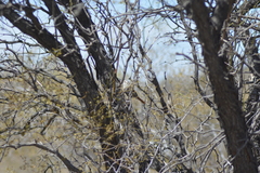 Cranioleuca pyrrhophia