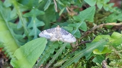 Idaea filicata