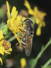 Cheilosia canicularis