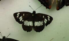 Neptis rivularis