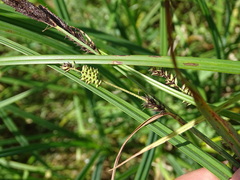 Carex acuta