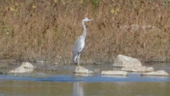 Ardea cinerea