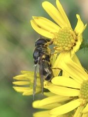 Cheilosia canicularis