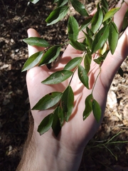 Vaccinium elliottii