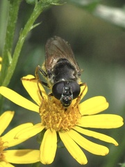Cheilosia canicularis