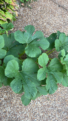 Cucurbita