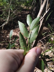 Vaccinium elliottii