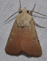 Xestia kermesina