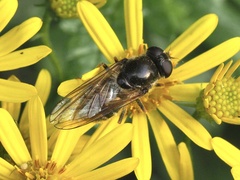 Cheilosia canicularis