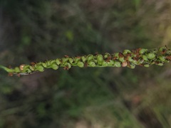 Paspalum floridanum