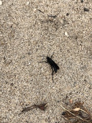 Aculeata