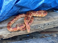 Pantherophis guttatus